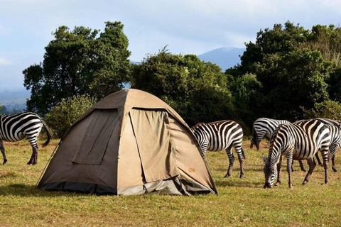 Arusha: Viagem de 1 dia ao Parque Nacional Lake Manyara com almoço