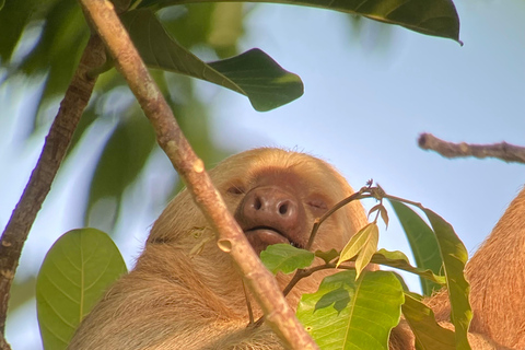 Parque Manuel Antonio: Excursão a pé guiada com um naturalistaTour particular