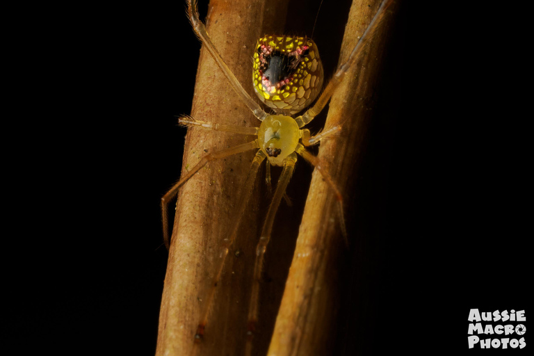 Cairns: caminata nocturna en el jardín botánico de Cairns