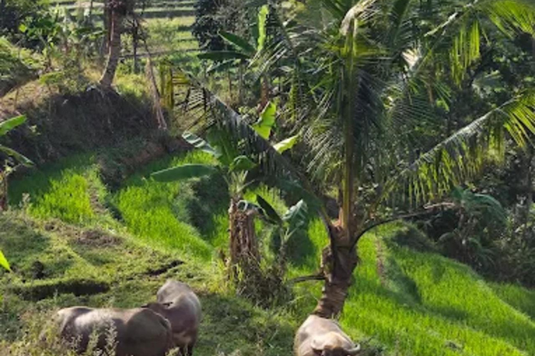 Avventura al Tempio di Selogriyo: trekking tra risaie e rafting sul fiume EloAvventura al tempio di Selogriyo: trekking nella risaia e rafting sul fiume Elo