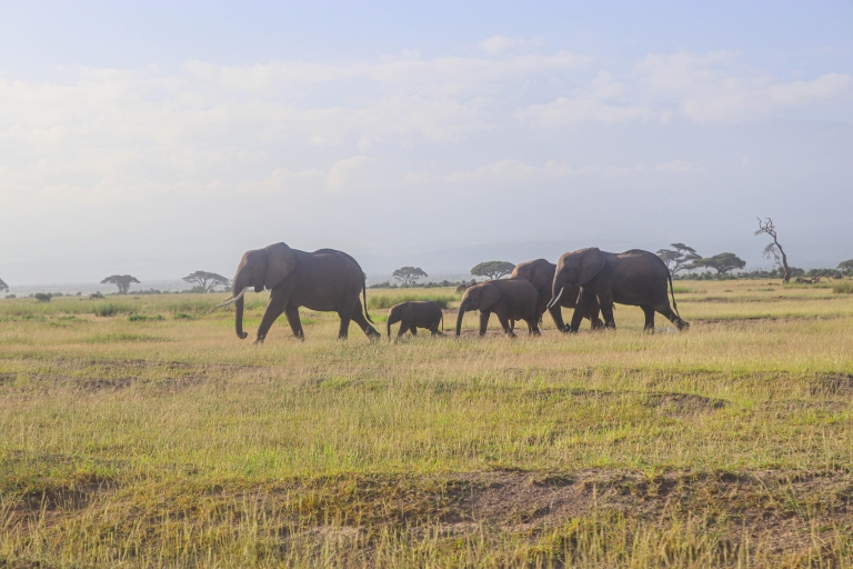 Parc national d'Amboseli : Excursion d'une journée depuis Nairobi en 4X4Parc national d'Amboseli : Excursion d'une journée au départ de Nairobi