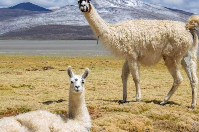 From Arequipa: Excursion to Salinas Lagoon
