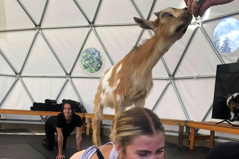 Goat Yoga Near Glacier National Park