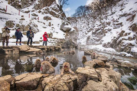 Nagano: Snow Monkeys, Zenko-ji Temple, and Lake Nojiri Tour