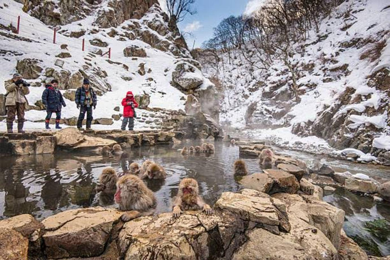 Nagano: Snow Monkeys, Zenko-ji Temple, and Lake Nojiri Tour
