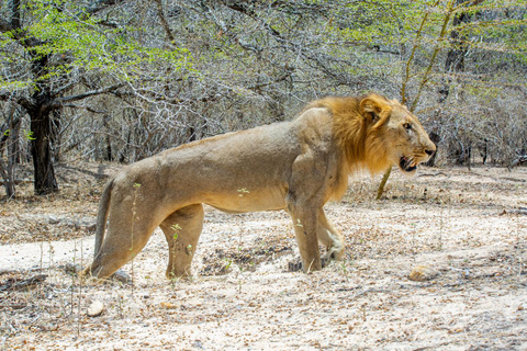 Depuis Zanzibar : Safari de nuit dans le Selous G.R. avec volssafari partagé