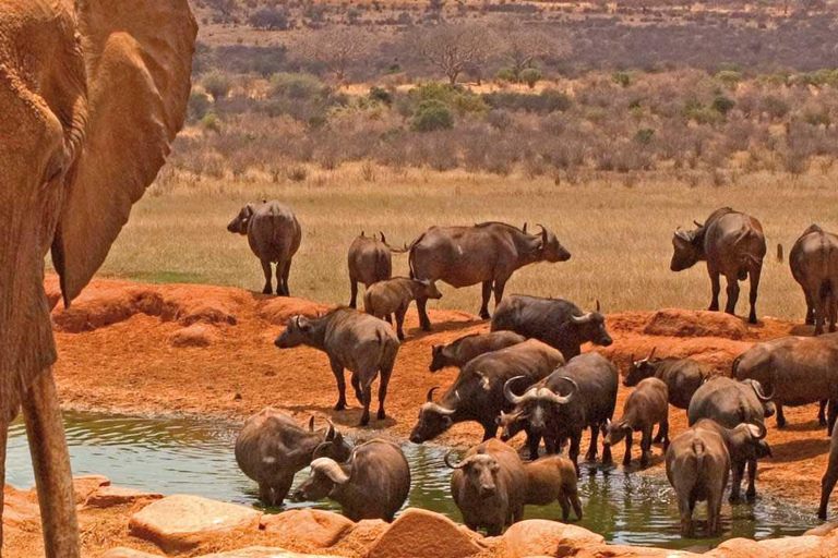 12-dniowe safari Big Five w Kenii i Tanzanii na jeepie 4x412-dniowe safari w Kenii i Tanzanii dla Wielkiej Piątki