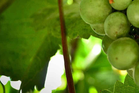 From Ica: Excursion to Wineries - Along the Pisco Route