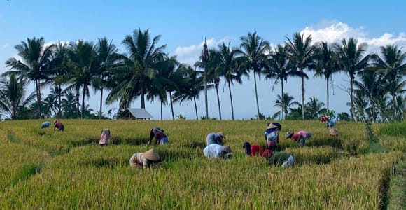 Tetebatu: Rice Terrace, Waterfall, Monkey Forest & Spices