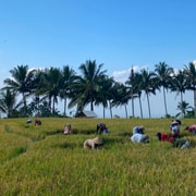 Tetebatu: Rice Terrace, Waterfall, Monkey Forest & Spices Tetebatu: Rice Terrace, Waterfall, Monkey Forest & Spices
