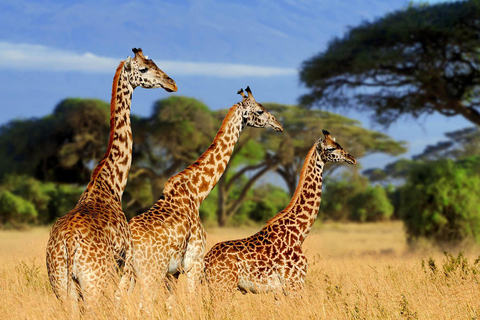 4 Dagar Tarangire, Ngorongoro, Serengeti Gruppsammanslagning Safari4 dagars naturskön gruppsafari i Tarangire, Ngorongoro och Serengeti