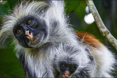 Zanzibar: Jozani Forest & Salaam Cave + Pickup & Entry fees