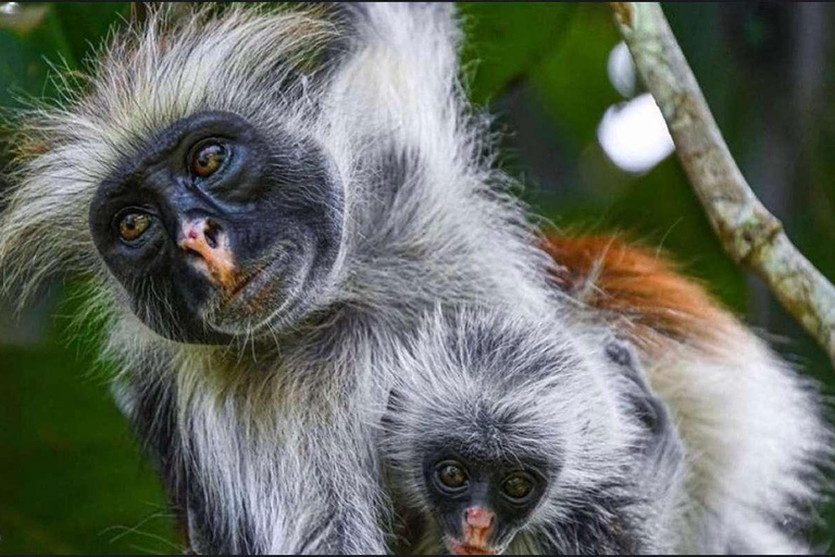 Zanzibar: Jozani Forest & Salaam Cave + Pickup & Entry fees