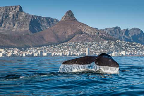 ケープタウン、ランゲバーン：大西洋サファリ クジラ観察体験 - 2026件