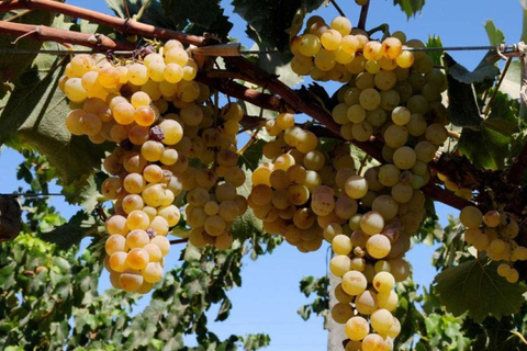 Tour del pisco y el vino en el Valle de Majes