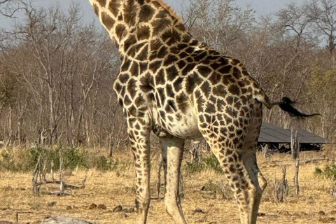 Diani/Mombasa: 2 Days to Tsavo East & Tsavo West with meals