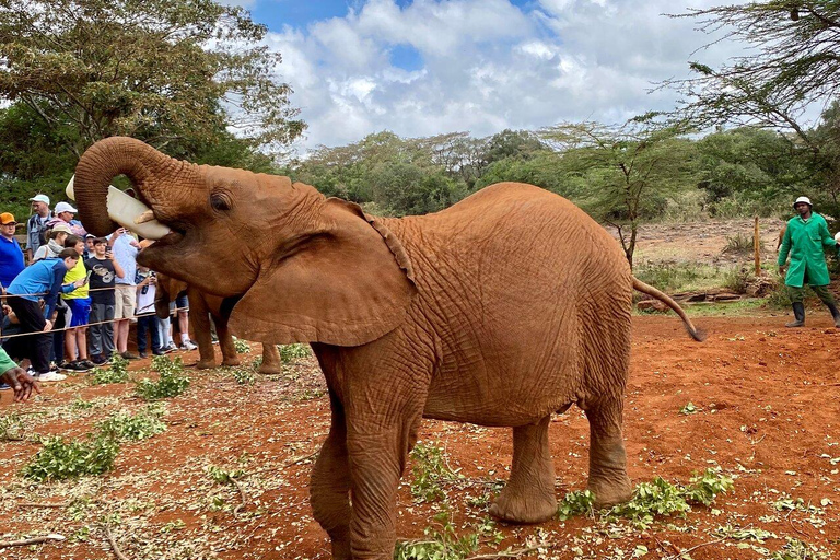 Nairobi: Visita al Parque Nacional, elefante bebé y centro de jirafas