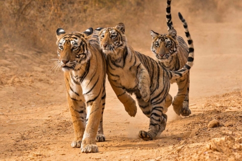 Z Jaipuru: Prywatna jednodniowa wycieczka do Ranthambore z safari tygrysówSafari tygrysów Ranthambore jeepem