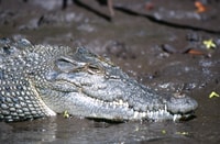 Port Douglas, Lady Douglas Sunset River Cruise with Snacks - Housity