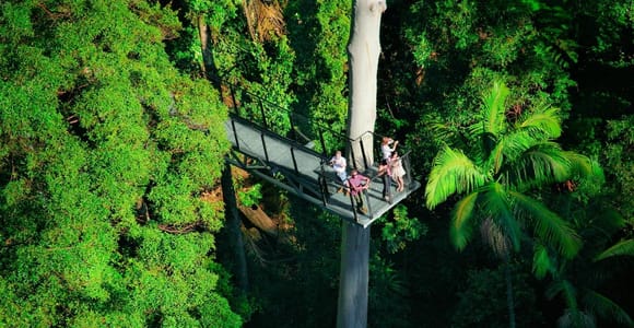 Gold Coast: Tamborine Rainforest Skywalk Entry Ticket