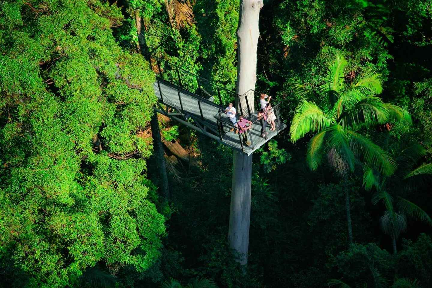 Gold Coast: Tamborine Rainforest Skywalk Entry Ticket - Gold Coast: Tamborine Rainforest Skywalk Entry Ticket