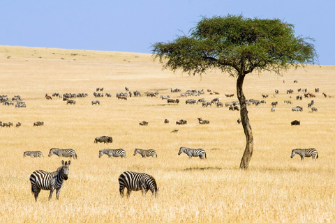 6 Tage Kenia Budget Safari