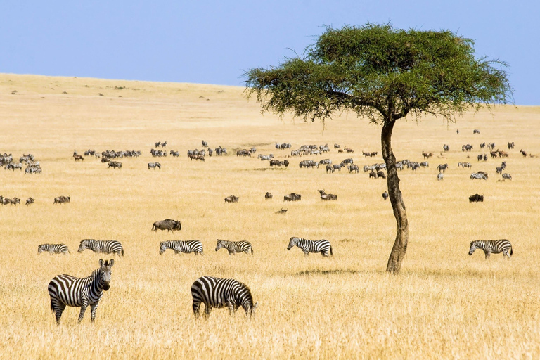 Safari économique de 6 jours au Kenya