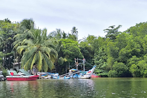 De Galle/Colombo : safari sur la rivière Madu et visite de l&#039;écloserie de tortues