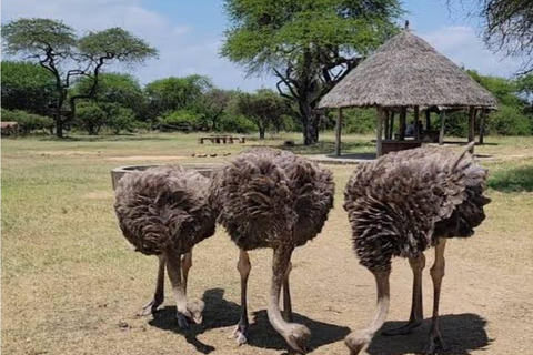 Mombasa: Nguuni Wildlife Walk & Mijikenda Village Experience