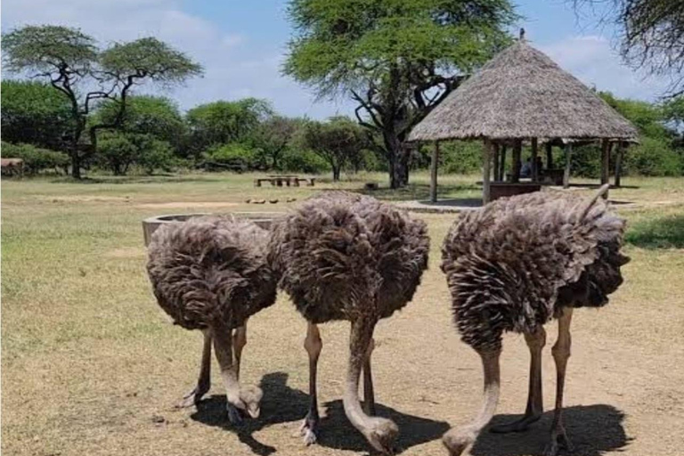Mombasa: Nguuni Wildlife Walk & Mijikenda Village Experience