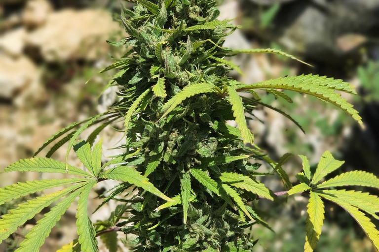 Best In The West Herbal & Farming Tour In Westoreland