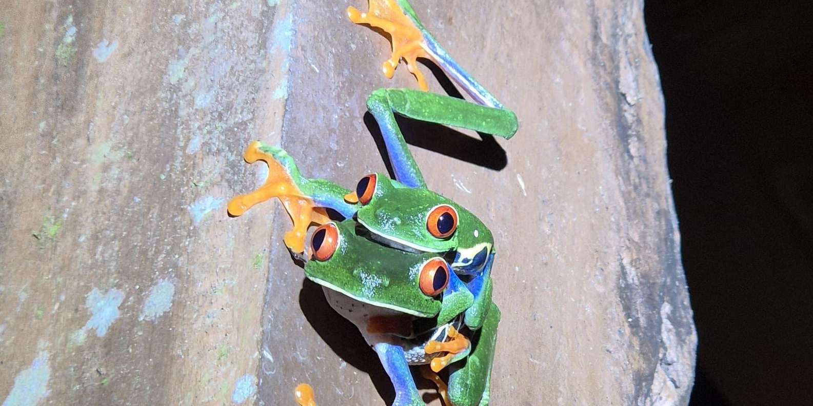 다양한 표정을 지닌 사막비개구리] 개구리는 뛰는 동물이라는 상식을 깨는 존재가 있다. 아프리카 남부 사막에 사는 사막비개구리다. 둥글고  작은 몸을 지닌 이 개구리는 점프 대신 짧은 보폭으로 걷듯이 이동한다., image size:1585x792