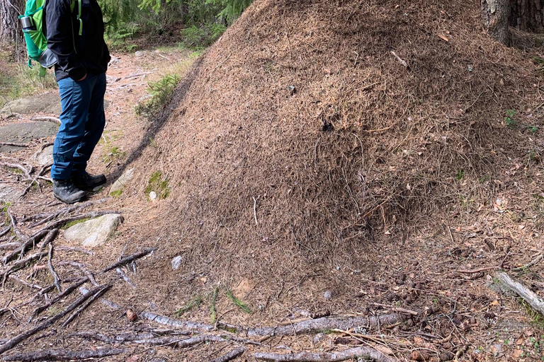 Oslo: Østmarka National Park Guided Hike with Food over Fire