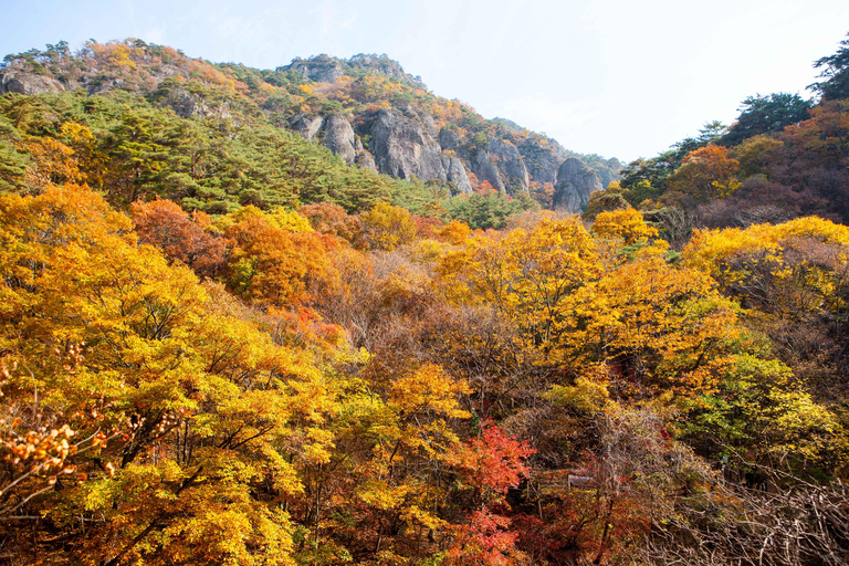 Busan: Mt. Jiri or Juwangsan Park Autumn Foliage Day Tour JIRISAN Foliage Shared Tour, Meet at Haeundae Station