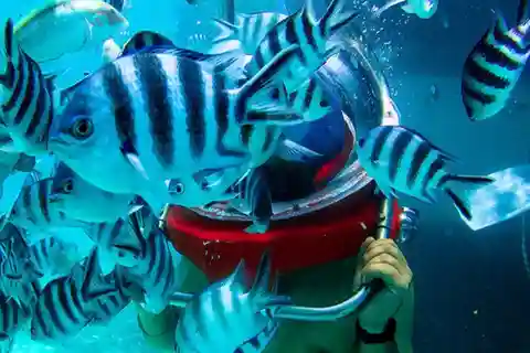 Gå under havet i Mauritius med överföring