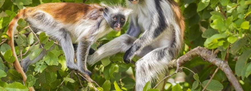 Zanzibar : forêt de Jozani, Stone Town et Nakupenda