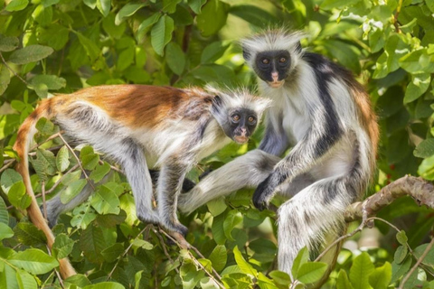 زنجبار: غابة جوزاني، ستون تاون، وجولة ناكوبندا