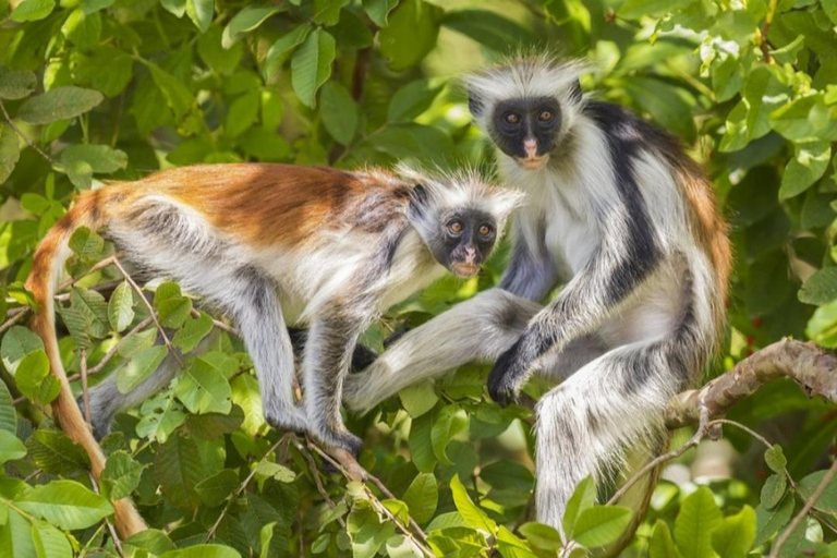 ZANZIBAR: Toup 4 bästa attraktionerna i Zanzibar guidad turPrivat tur utan upphämtning från hotell