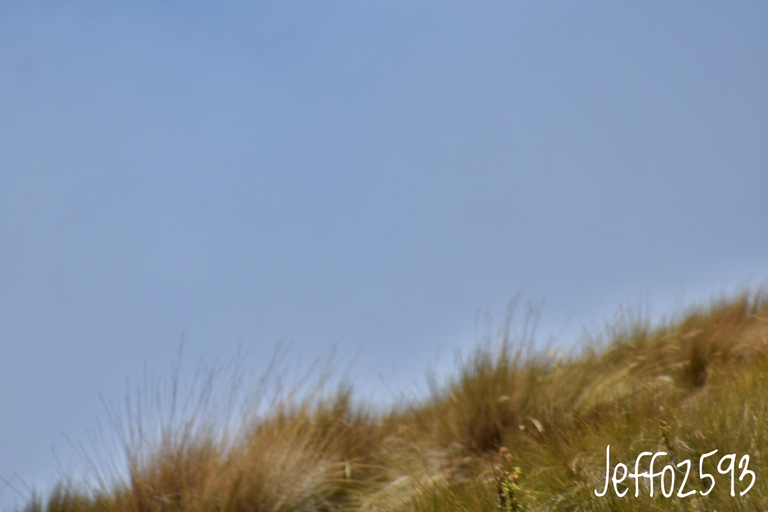 Antisana Nationaal Park - Andes Condor spotten