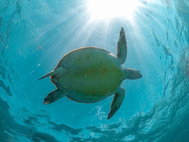 Visit Riviera Maya Turtles Encounter at Akumal Beach in Tulum