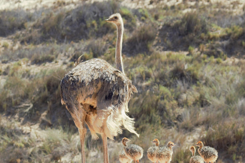 From Swakopmund: Sandwich Harbour Guided Tour