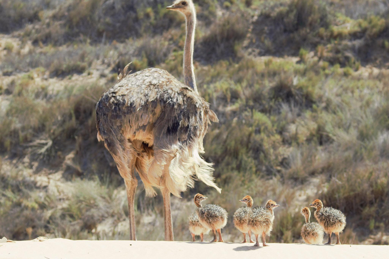 From Swakopmund: Sandwich Harbour Guided Tour