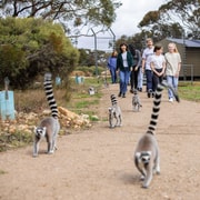 Land of the Lemurs Experience & a Day at Monarto Safari Park