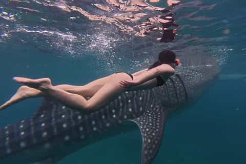Cebu Oslob Whale Shark, Moalboal Sardine Run & Inambakan Falls - Image 3