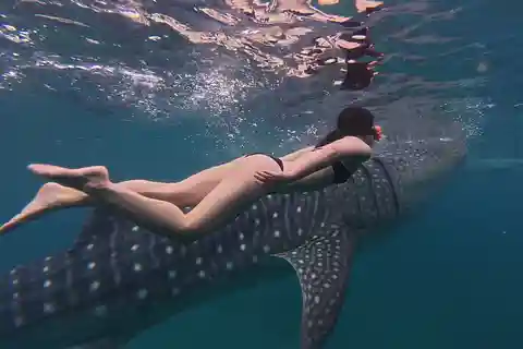Cebu Oslob WhaleShark,Inambakan Falls& Moalboal Sardines Run