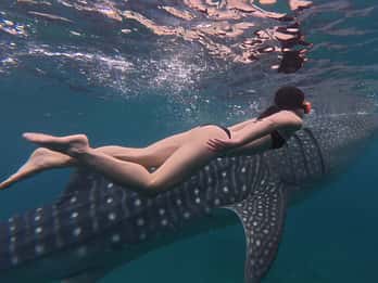 Cebu Oslob WhaleShark,Inambakan Falls& Moalboal Sardines Run