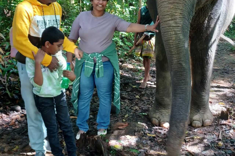 Ambuluwawa Tower & Pinnawala & Kandy Day Tour From Negombo By Private AC Standard Mini Car-Suzuki Specia or Similar Car