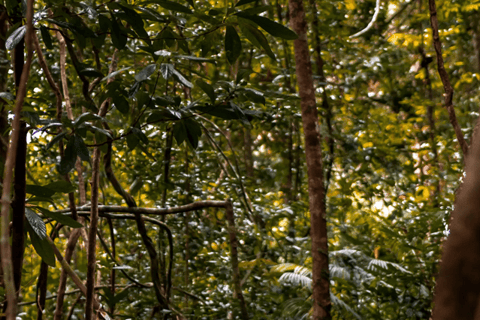 Kedah: Biglietto d&#039;ingresso standard per la Foresta dei Sogni di LangkawiBiglietto d&#039;ingresso standard non malese