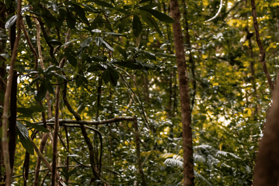 Langkawi: Dream Forest Langkawi Standard Admission Ticket. Foto: GetYourGuide