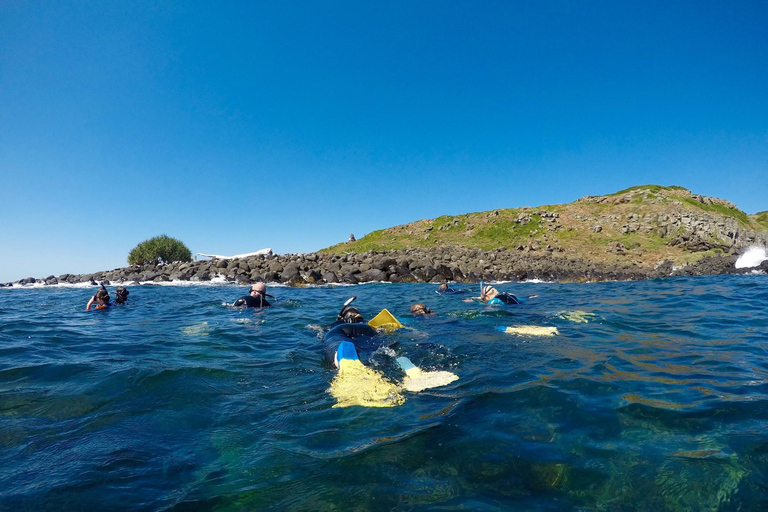 Gold Coast: Whales, Dolphins & Snorkelling with Turtles